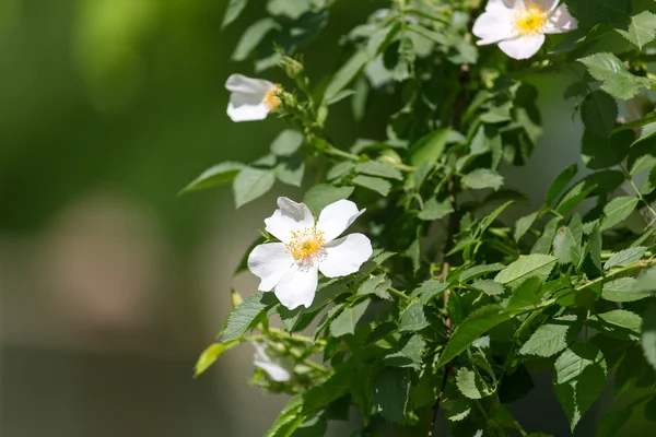 Natur — Stockfoto