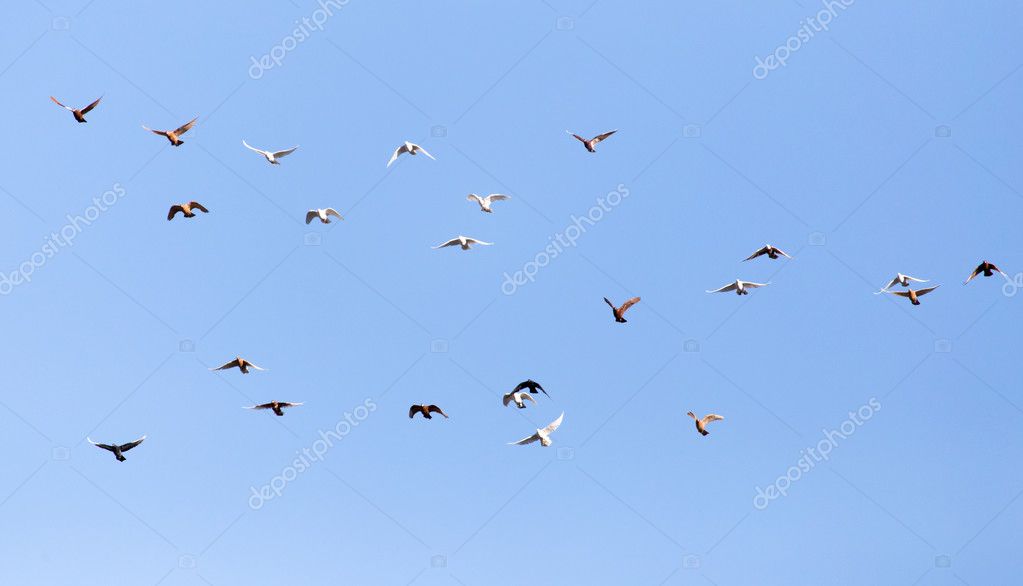 Миграция птиц. Птицы летают. Много чаек в полете. Чайки летают стаями. Чайки летают стаями.