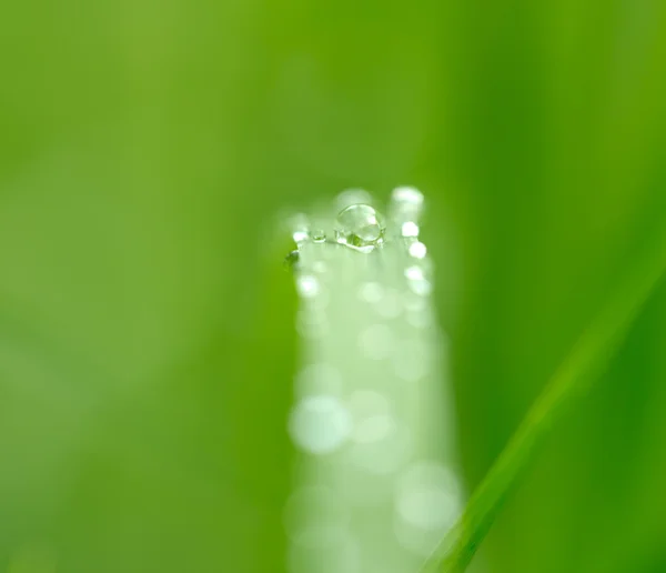 Natuur — Stockfoto