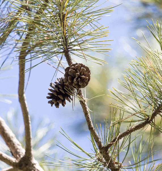 Nature — Stock Photo, Image