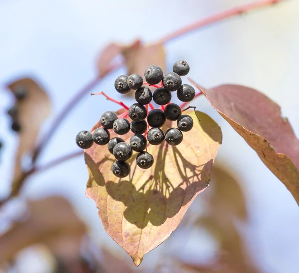 Natuur — Stockfoto