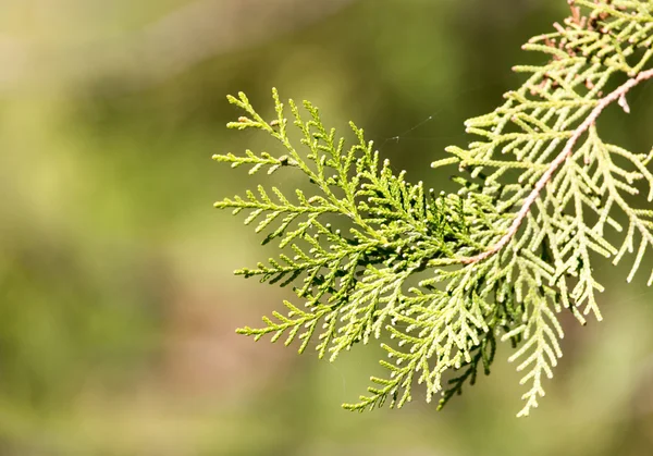 Natuur — Stockfoto