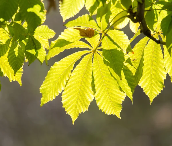 Natuur — Stockfoto