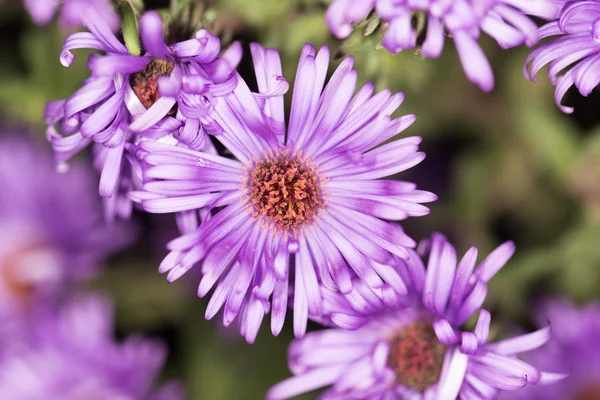 Natuur — Stockfoto