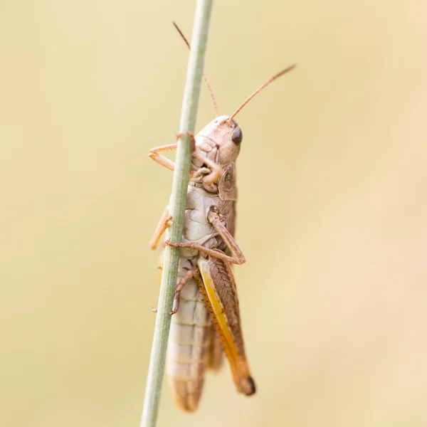 Natur — Stockfoto