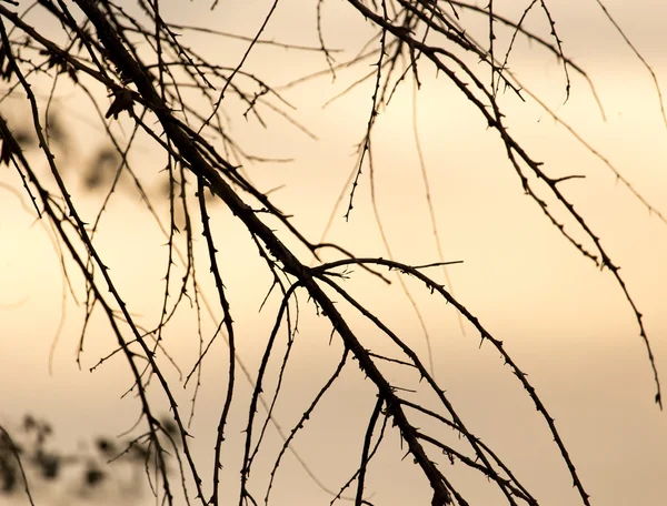 Naturaleza — Foto de Stock