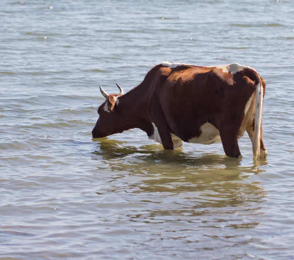 Natur — Stockfoto