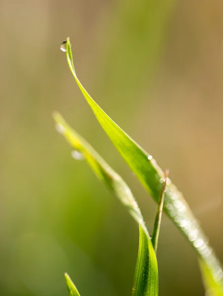 Natur — Stockfoto