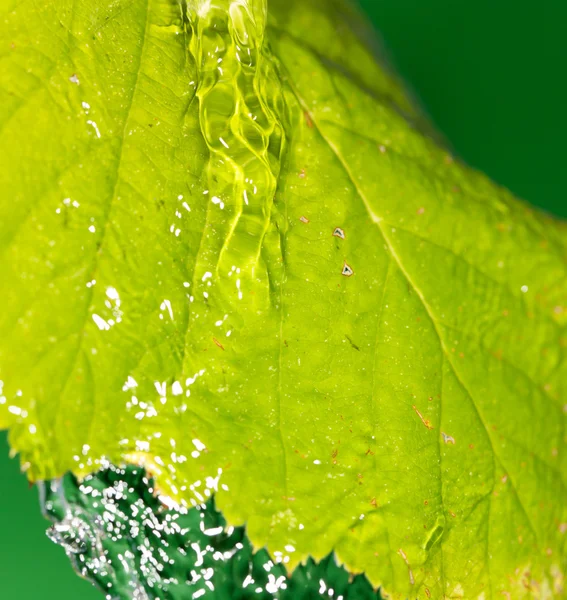 Natuur — Stockfoto