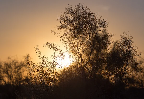 Natur — Stockfoto