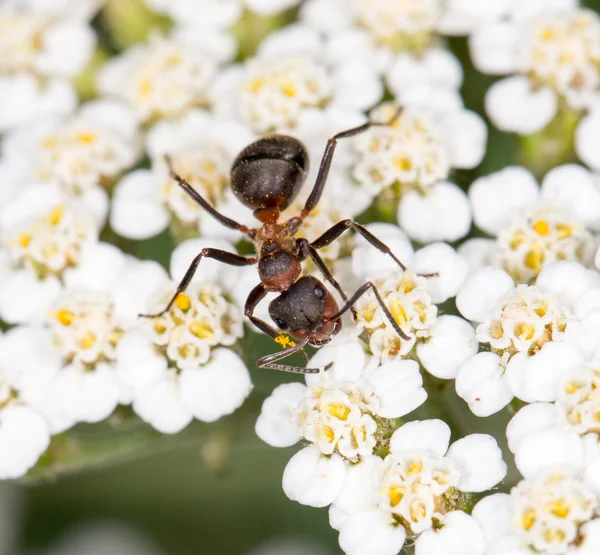 Natur — Stockfoto