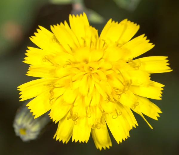 Natuur — Stockfoto