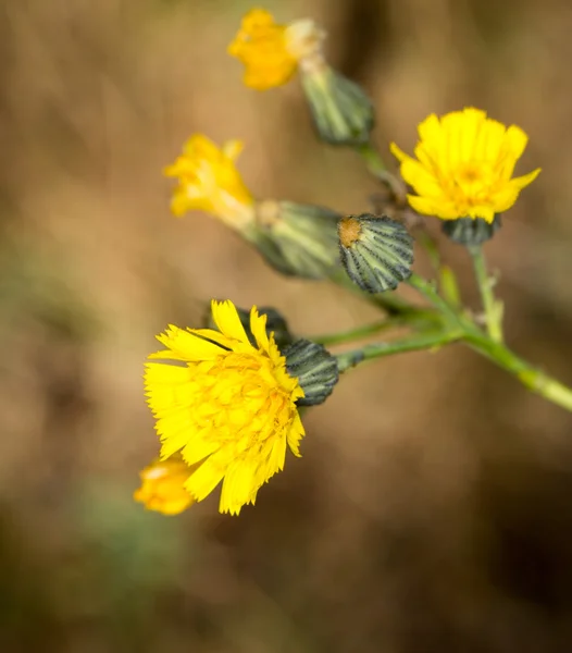 Doğa — Stok fotoğraf