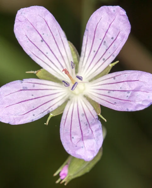 Natur — Stockfoto