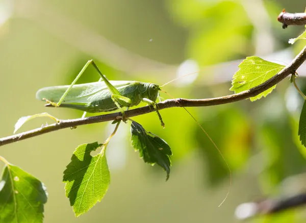 Natur — Stockfoto