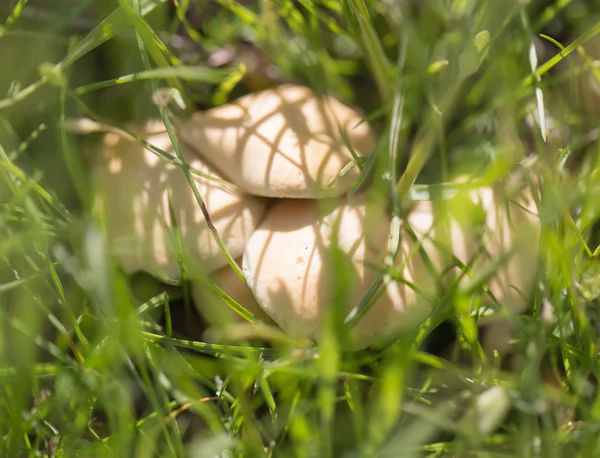 Naturaleza — Foto de Stock