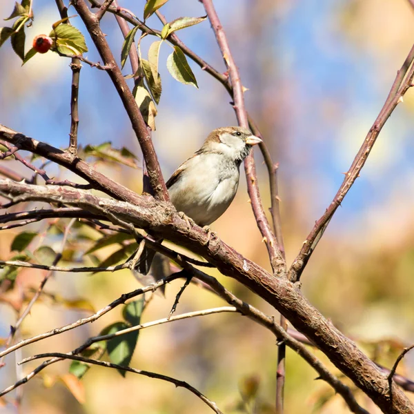 Nature — Stock Photo, Image