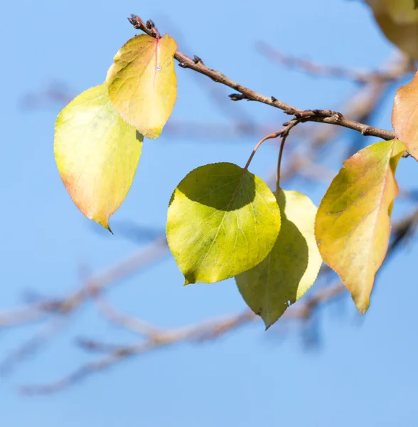 Nature — Stock Photo, Image