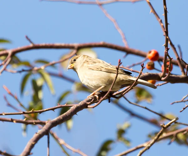 Natur — Stockfoto