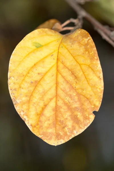 Natur — Stockfoto