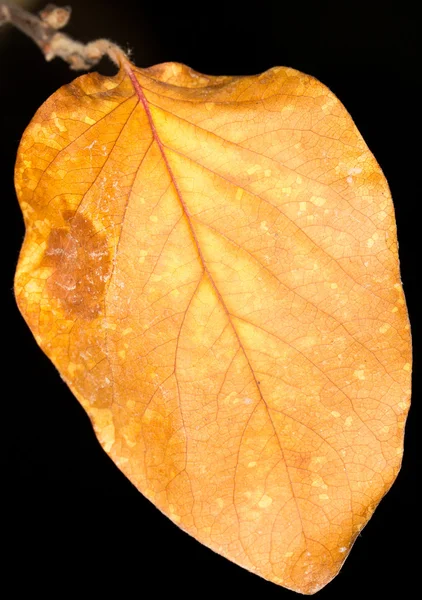 Bakgrund — Stockfoto