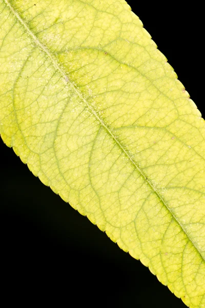 Hintergrund — Stockfoto