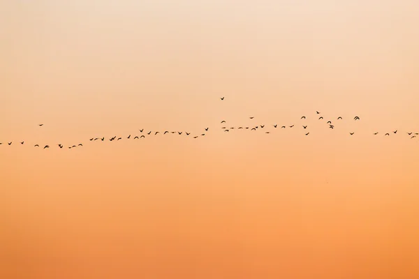 Animais — Fotografia de Stock