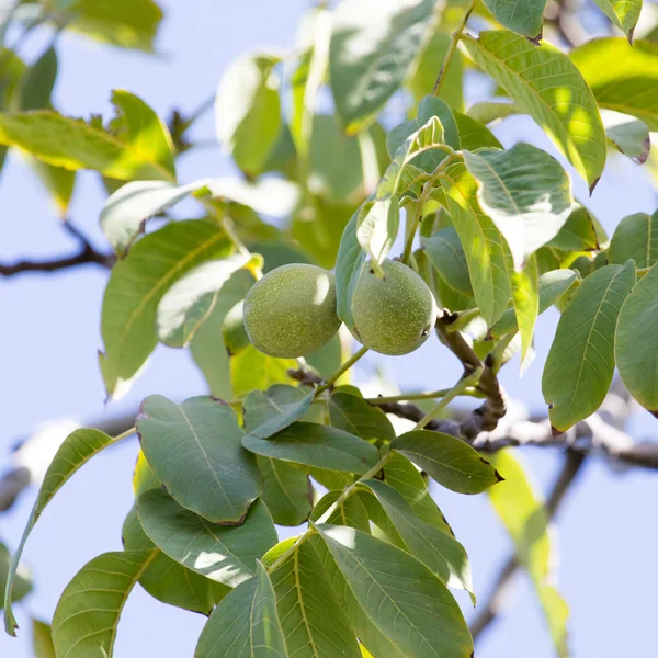 Achtergrond — Stockfoto