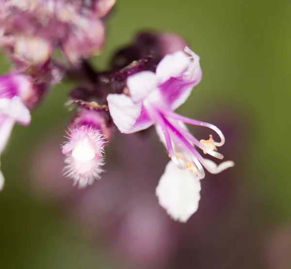 Natuur — Stockfoto