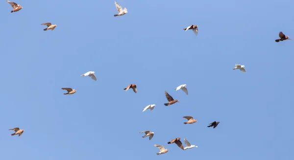 Natuur — Stockfoto