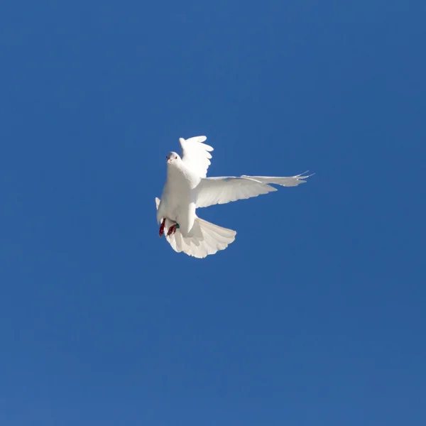 Naturaleza — Foto de Stock