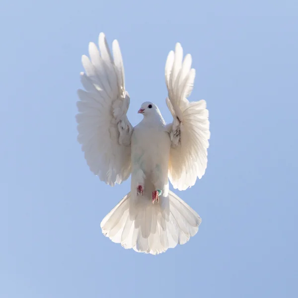 Natuur — Stockfoto