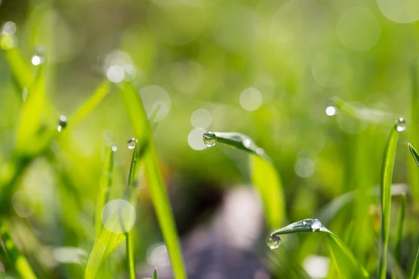 Natur — Stockfoto