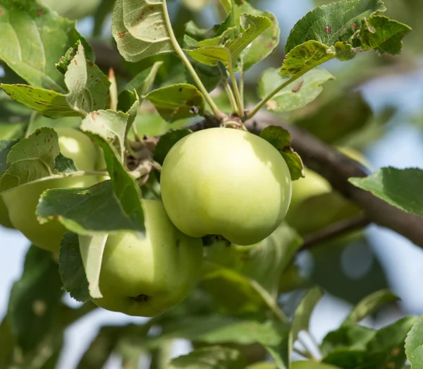 Nature — Stock Photo, Image