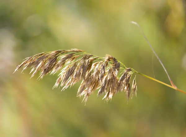 Nature — Stock Photo, Image