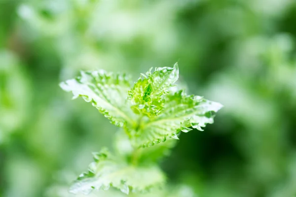 Natur — Stockfoto