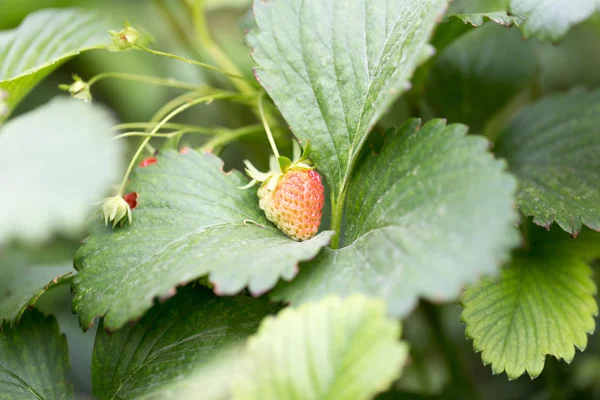 Natuur — Stockfoto