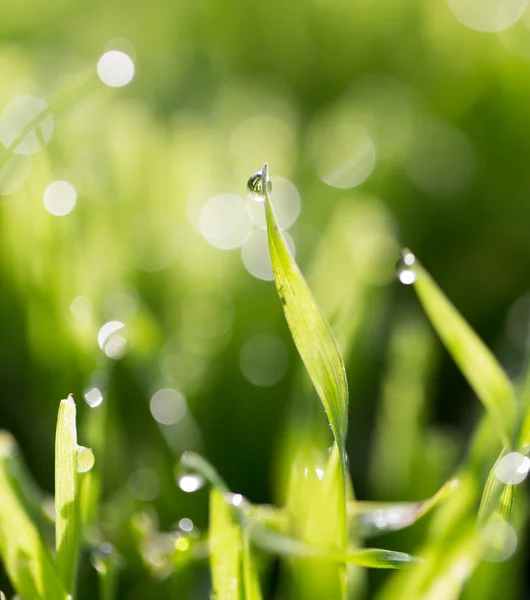 Naturaleza — Foto de Stock