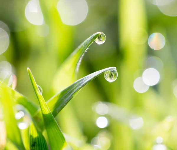 Naturaleza — Foto de Stock