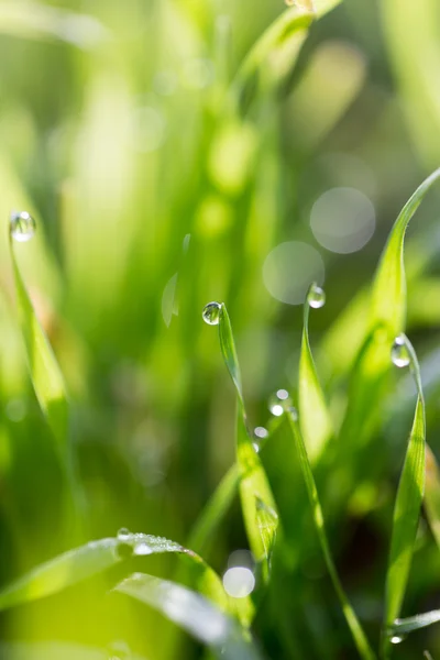 Naturaleza — Foto de Stock