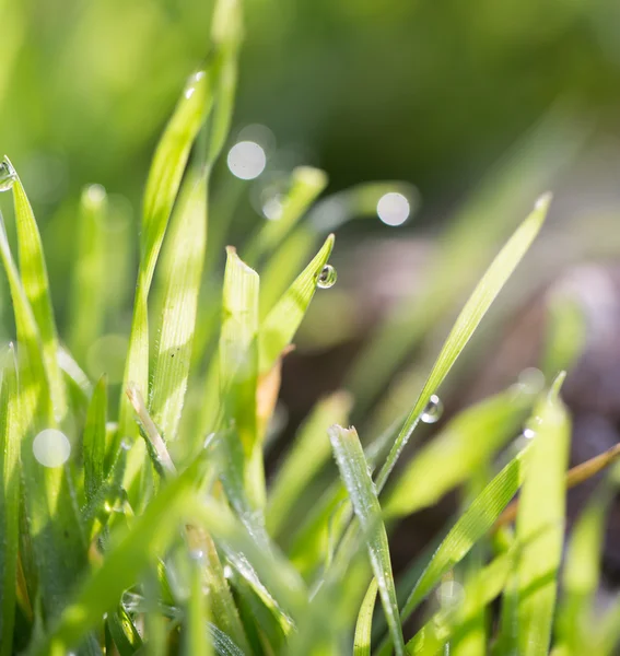 Natur — Stockfoto