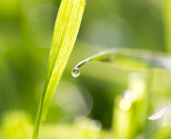 Natureza — Fotografia de Stock