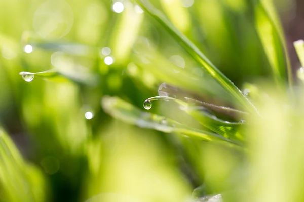 Naturaleza — Foto de Stock