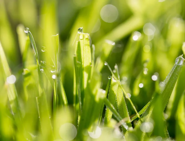 Natuur — Stockfoto