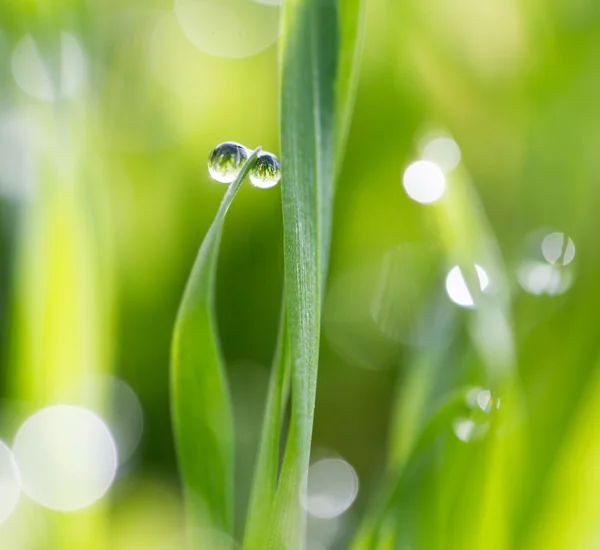 Natureza — Fotografia de Stock