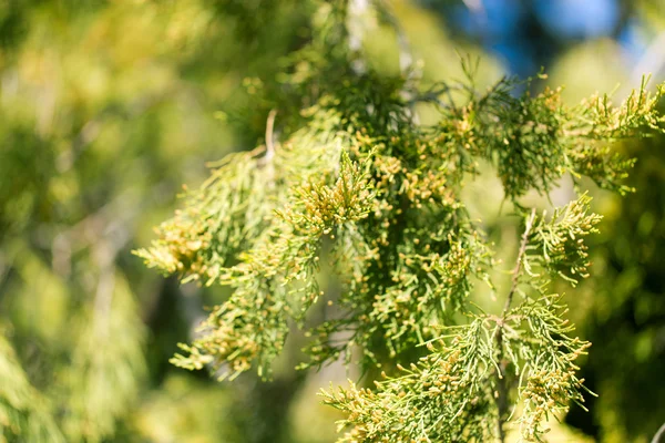 Natura — Foto Stock