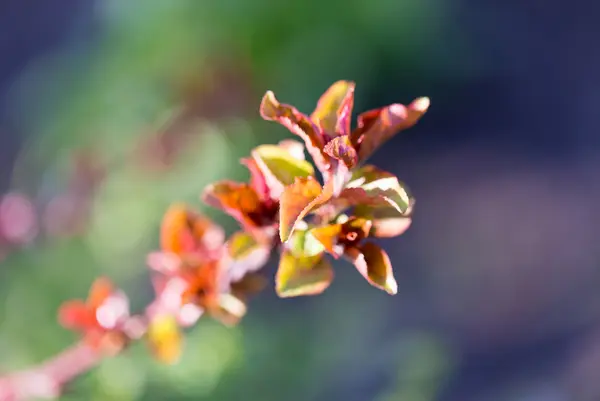 Natuur — Stockfoto