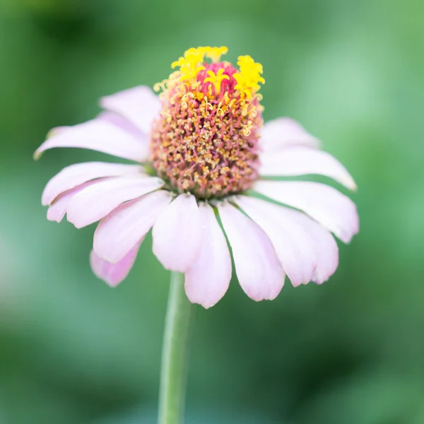 Natur — Stockfoto