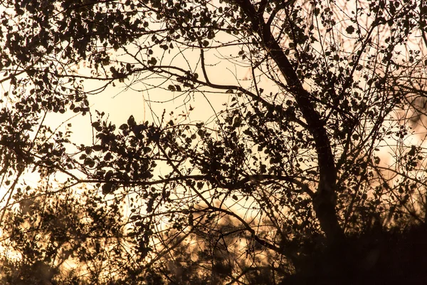 Natuur — Stockfoto