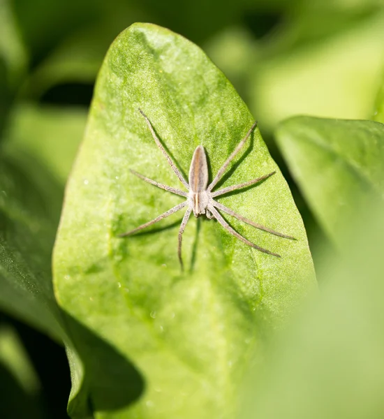 Natur — Stockfoto